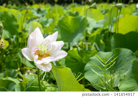 蓮花,初夏,雨季,八月圖片 蓮花,初夏,雨季,八月圖片 141854917