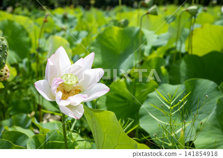 蓮花,初夏,雨季,八月圖片 蓮花,初夏,雨季,八月圖片 141854918
