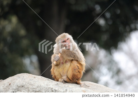 A rhesus macaque sitting and gnawing on a tree. A rhesus macaque sitting and gnawing on a tree. 141854940
