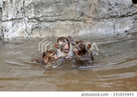 Baby rhesus monkeys playing in a hot spring. Baby rhesus monkeys playing in a hot spring. 141854943