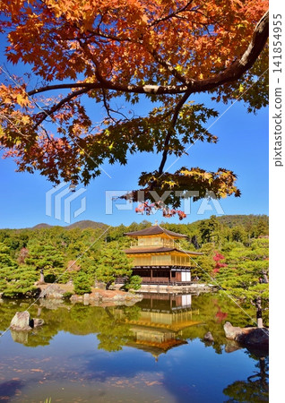 京都,金閣寺的秋天 京都,金閣寺的秋天 141854955