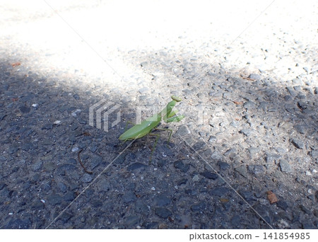 Kyoto, Large Mantis (female) Kyoto, Large Mantis (female) 141854985