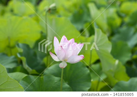Lotus flower, early summer, rainy season, August image Lotus flower, early summer, rainy season, August image 141855005