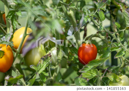 番茄，紅色，夏季蔬菜，八月食材 141855163