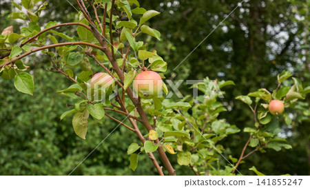 Ripening Red and Green Apples Hanging from Leafy Branches in a Lush Summer Orchard with Soft Natural Background Ripening Red and Green Apples Hanging from Leafy Branches in a Lush Summer Orchard with Soft Natural Background 141855247
