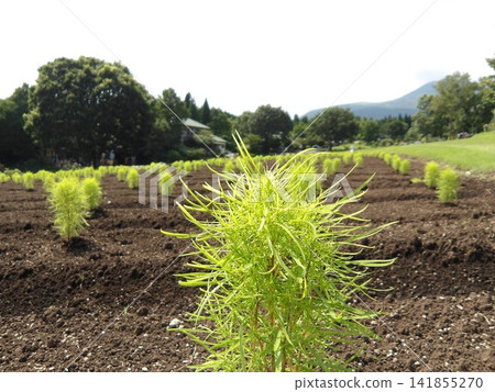 Young, vibrant green kochia plants growing in the fields, creating a summer farm scene. Young, vibrant green kochia plants growing in the fields, creating a summer farm scene. 141855270