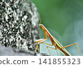 A large praying mantis (male) on top of a stone lantern. 141855323
