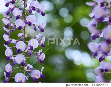 White wisteria flowers White wisteria flowers 141855463