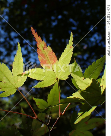 Kyoto, Rengeji Temple, Maple Trees Kyoto, Rengeji Temple, Maple Trees 141855472