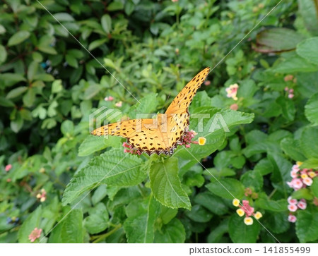 A male Common Leopard butterfly and a lantana flower. A male Common Leopard butterfly and a lantana flower. 141855499