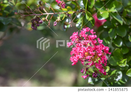 Crape myrtle pink flower plant summer autumn Crape myrtle pink flower plant summer autumn 141855875
