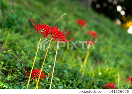 red spider lily red spider lily 141856006