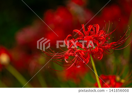 red spider lily 141856008