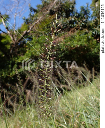 Tikarashiba 141856123