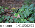 Atrocalopteryx蟬 141856253