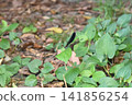 Atrocalopteryx蟬 141856254