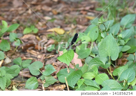Hagorotorbo Hagorotorbo 141856254