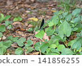 Atrocalopteryx蟬 141856255