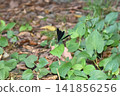 Atrocalopteryx蟬 141856256