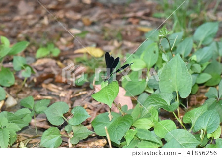 Hagorotorbo Hagorotorbo 141856256