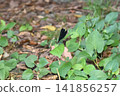 Atrocalopteryx蟬 141856257