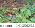 Atrocalopteryx蟬 141856258