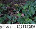 Atrocalopteryx蟬 141856259