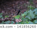 Atrocalopteryx蟬 141856260