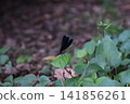 Atrocalopteryx蟬 141856261