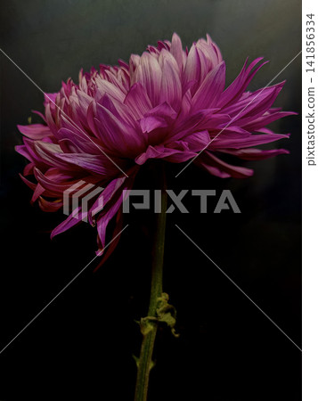 Vibrant Pink Flower Side Profile With Layered Petals, Green Stem and Soft Dark Background With Copy Space Vibrant Pink Flower Side Profile With Layered Petals, Green Stem and Soft Dark Background With Copy Space 141856334