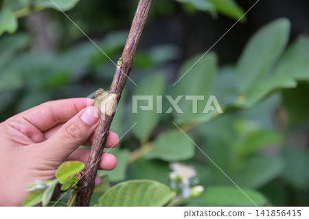 Process of plant marcotting or air layering on a fruit tree branch. grafting Agriculture, plant propagation, and gardening concept. Process of plant marcotting or air layering on a fruit tree branch. grafting Agriculture, plant propagation, and gardening concept. 141856415