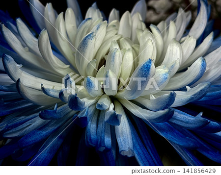 Dyed Blue and White Flower Close Up With Vibrant Colored Petals and Dramatic Dark Botanical Background Dyed Blue and White Flower Close Up With Vibrant Colored Petals and Dramatic Dark Botanical Background 141856429