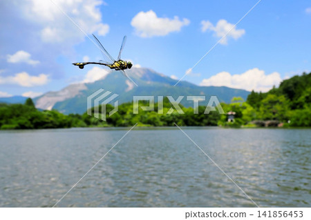 A dragonfly (Anax parthenope) soaring with Mount Ibuki in the background. 141856453