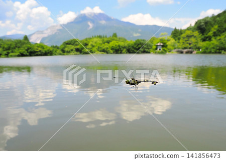 一隻蜻蜓(Anax parthenope)在伊吹山的映襯下翱翔。 一隻蜻蜓(Anax parthenope)在伊吹山的映襯下翱翔。 141856473