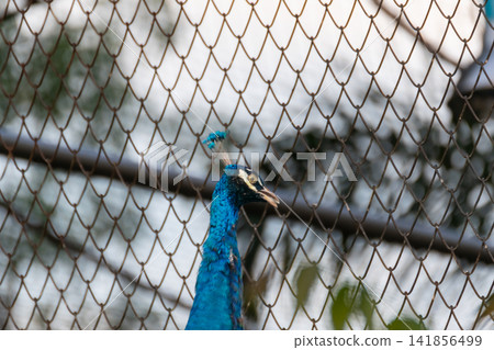 Blue peacock standing behind wire mesh fencing vibrant plumage distinctive crest representing captive wildlife exotic birds zoo animal conservation Blue peacock standing behind wire mesh fencing vibrant plumage distinctive crest representing captive wildlife exotic birds zoo animal conservation 141856499