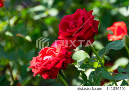 Vibrant red roses blooming among lush green leaves sunny garden representing romance love natural beauty floral elegance ornamental gardening Vibrant red roses blooming among lush green leaves sunny garden representing romance love natural beauty floral elegance ornamental gardening 141856501