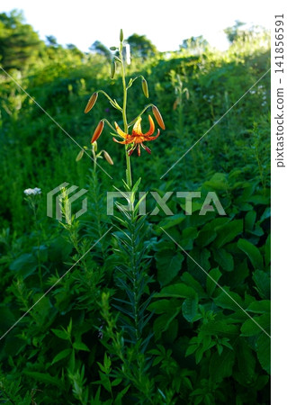 Flower of Konioni lily Flower of Konioni lily 141856591