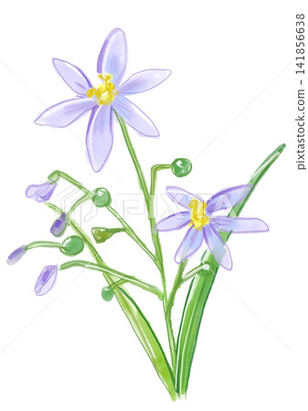 A hand-painted watercolor illustration of blooming bellflowers. A hand-painted watercolor illustration of blooming bellflowers. 141856638