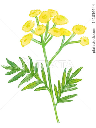 一幅手繪水彩插圖,描繪了盛開的艾菊。 一幅手繪水彩插圖,描繪了盛開的艾菊。 141856644