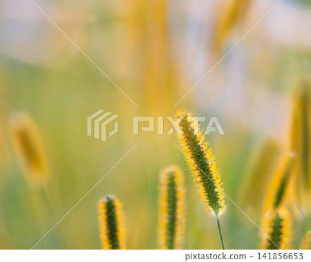 Golden foxtail, which closely resembles the foxtail grass, was growing by the roadside in early autumn. Golden foxtail, which closely resembles the foxtail grass, was growing by the roadside in early autumn. 141856653