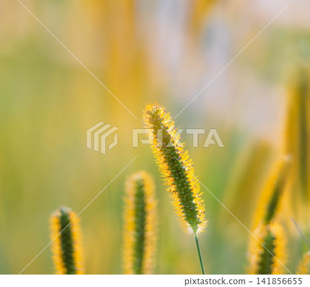 Golden foxtail, which closely resembles the foxtail grass, was growing by the roadside in early autumn. Golden foxtail, which closely resembles the foxtail grass, was growing by the roadside in early autumn. 141856655