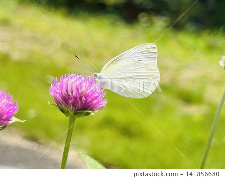 A cabbage white butterfly perched on a pink globe amaranth flower. A cabbage white butterfly perched on a pink globe amaranth flower. 141856680