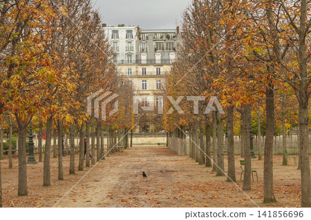 Symmetrical autumn tree alley in Tuileries Garden with historic Parisian building background Symmetrical autumn tree alley in Tuileries Garden with historic Parisian building background 141856696