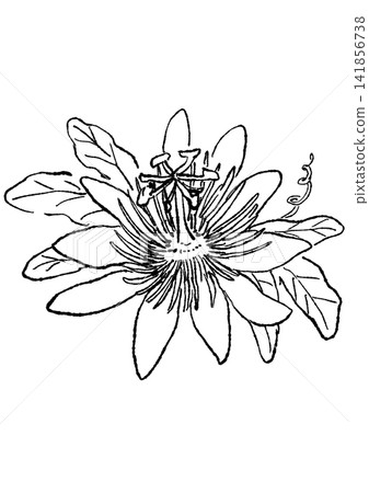 A hand-drawn line art illustration of a passionflower in full bloom. A hand-drawn line art illustration of a passionflower in full bloom. 141856738