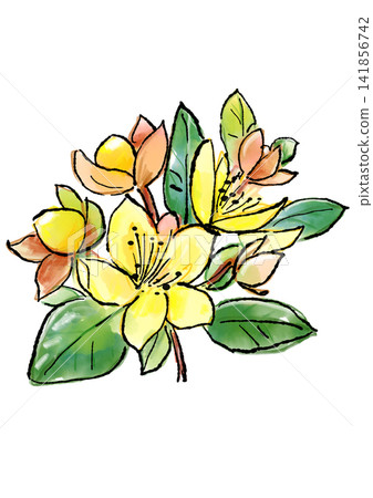 Hand-drawn line art and watercolor illustration of blooming hypericum flowers Hand-drawn line art and watercolor illustration of blooming hypericum flowers 141856742
