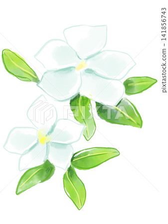 A hand-painted watercolor illustration of blooming white vinca flowers. A hand-painted watercolor illustration of blooming white vinca flowers. 141856743