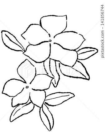 A hand-drawn line art illustration of blooming white vinca flowers. A hand-drawn line art illustration of blooming white vinca flowers. 141856744