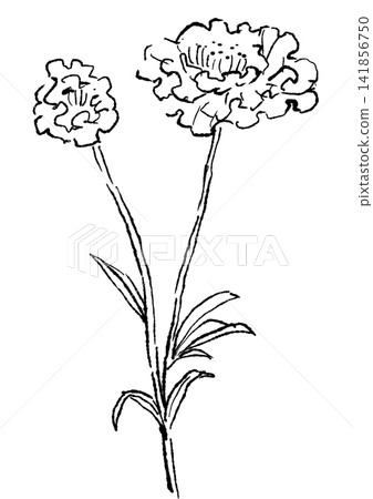 A hand-drawn line art illustration of blooming scabiosa flowers. A hand-drawn line art illustration of blooming scabiosa flowers. 141856750