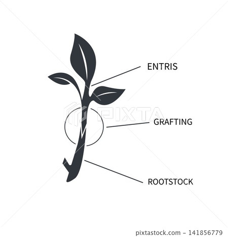 Shoot grafting techniques in plants vector illustration element design Shoot grafting techniques in plants vector illustration element design 141856779