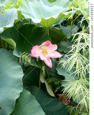 Hass flower Shinobazu Pond Hass flower Shinobazu Pond 141856917